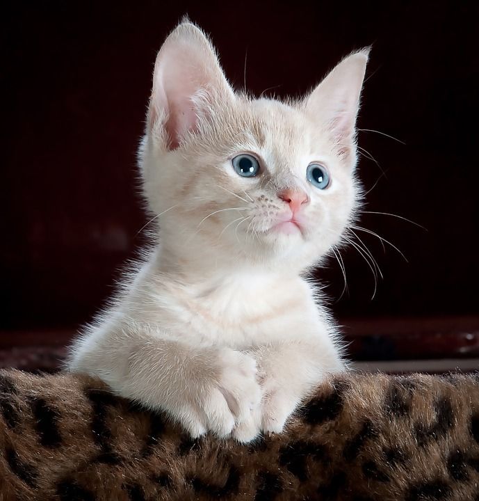 IMAGEN RELLENO GATITO BLANCO