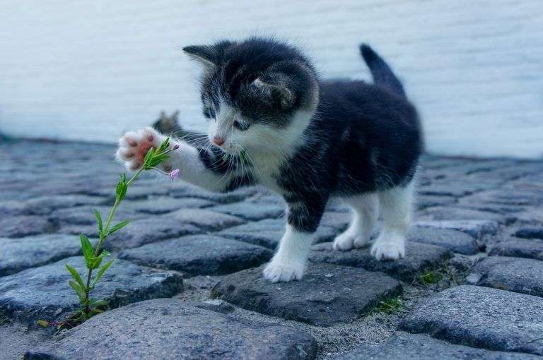 Gatito y flor