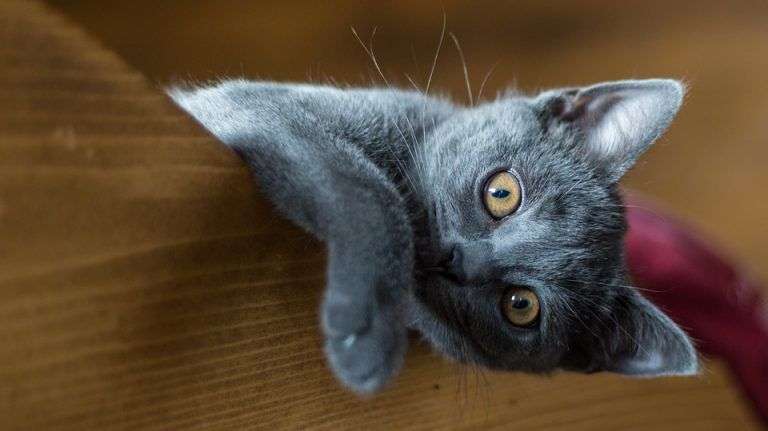 gatito gris