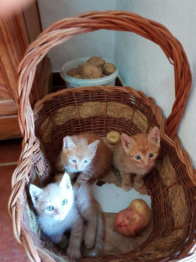 gatitos cesta