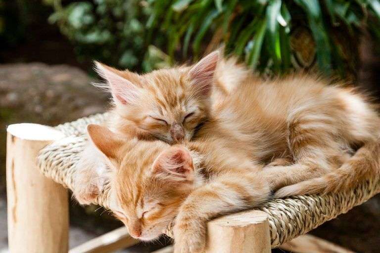 Gatitos dormidos